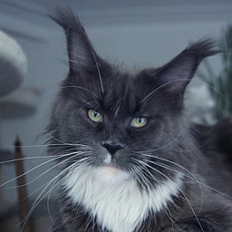 Langstteich's SC'Bel'Velvet Blue