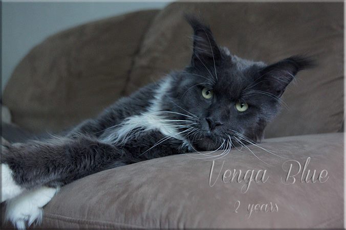 Langstteich's Na'Venga Blue - maine-coon