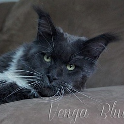 Langstteich's Na'Venga Blue