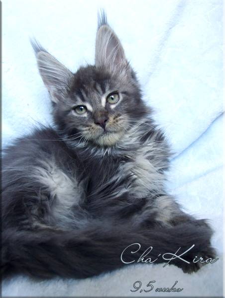 Langstteich's Cha'Kira - maine-coon