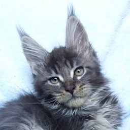 Langstteich's Cha'Kira