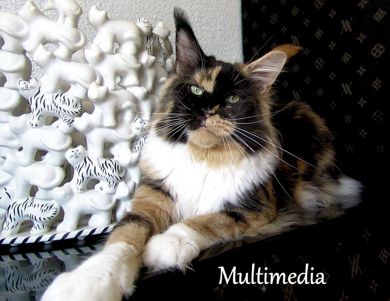 Pillowtalk's Multimedia - maine-coon