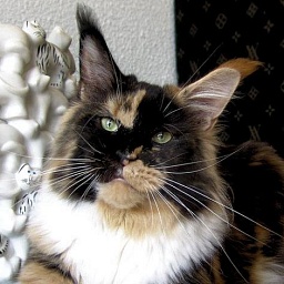 Pillowtalk's Multimedia