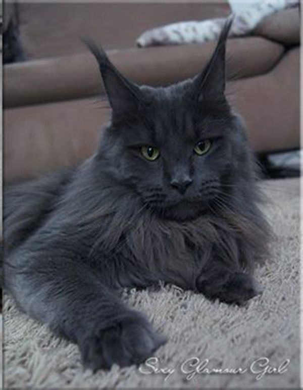 Langstteich's Sexy Glamour Girl - maine-coon
