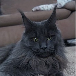 Langstteich's Sexy Glamour Girl