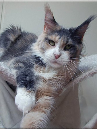 Langstteich's Bella Vicenza - maine-coon