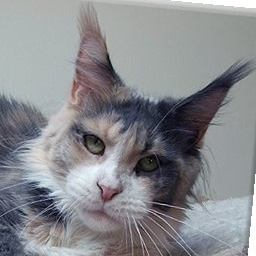 Langstteich's Bella Vicenza