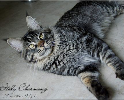 Langstteich's Italy Charming - maine-coon
