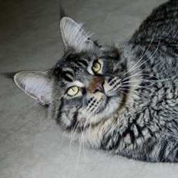 Langstteich's Italy Charming