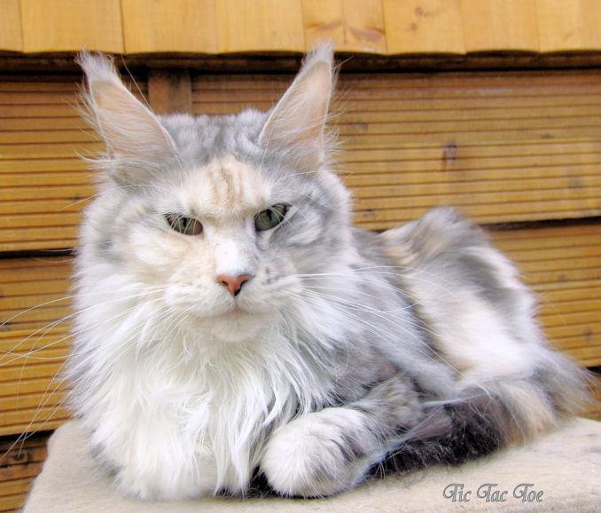 Pillowtalk's Tic Tac Toe - maine-coon