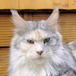 Pillowtalk's Tic Tac Toe