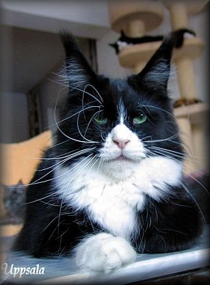 Pillowtalk's Upsala - maine-coon