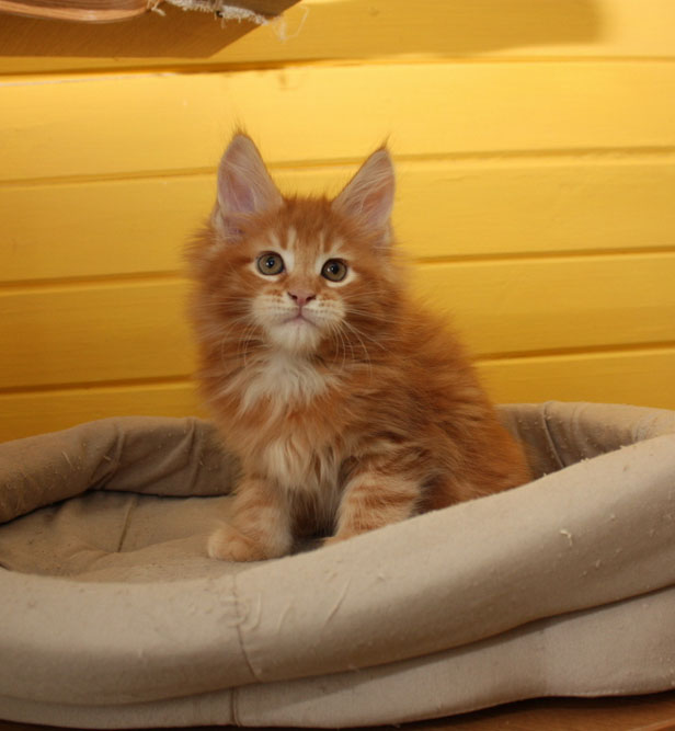 Wildbeautycoon's Mody - maine-coon 05/18/2016