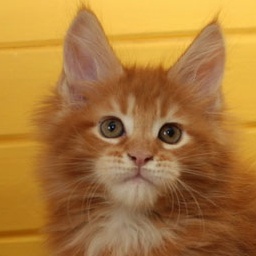 Wildbeautycoon's Mody