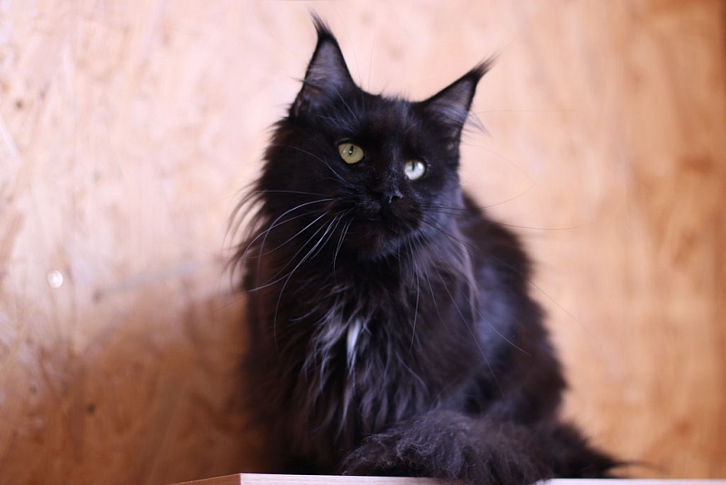 Adelina - maine-coon 02/20/2018