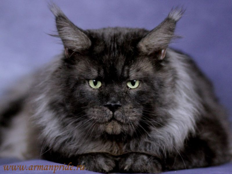 Big-Hannibal's Black Vintage - maine-coon