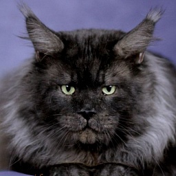 Big-Hannibal's Black Vintage