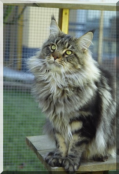 Big Giant's Resort's Kingsley - maine-coon
