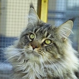 Big Giant's Resort's Kingsley