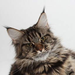 Big Giants Resort's Colbie Caillat