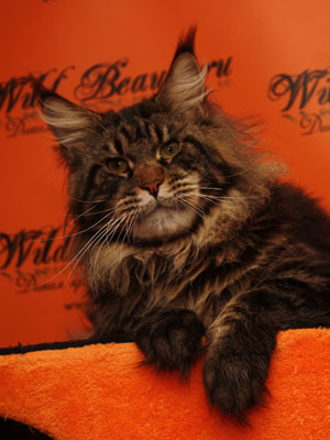 Wildbeautycoon's Saigon - maine-coon 05/05/2014
