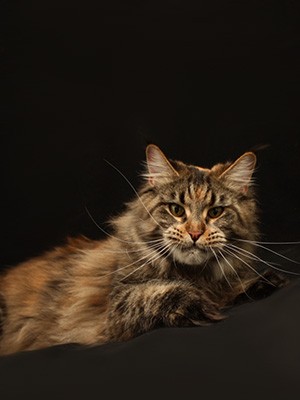 Homelynx Germiona - maine-coon 01/04/2013