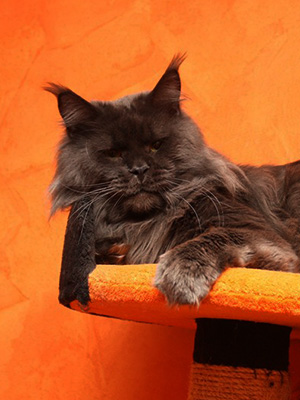 Conikacoon Diamond Lord - maine-coon 12/28/2012