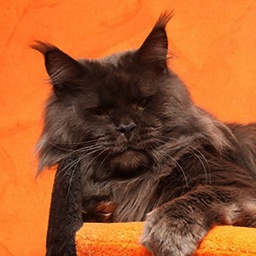 Conikacoon Diamond Lord