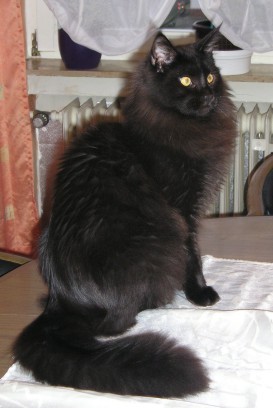 Djeser Djeseru Xenon - maine-coon