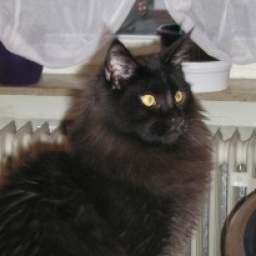 Djeser Djeseru Xenon