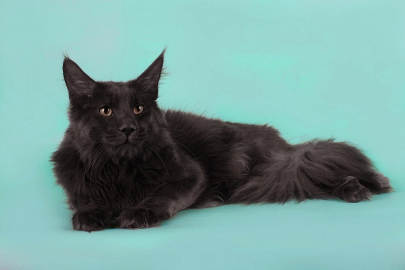 Flibert Shaggy Angel - maine-coon