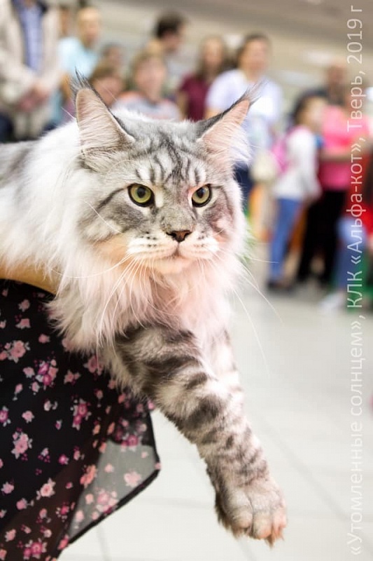 Hugo Boss of Tsarskoye Selo - maine-coon