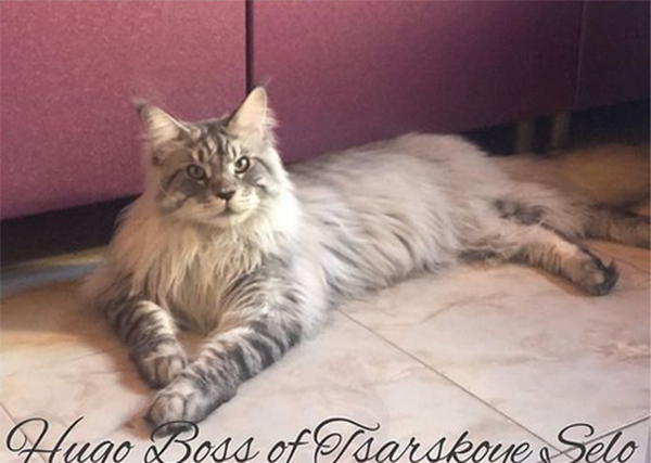 Hugo Boss of Tsarskoye Selo - maine-coon