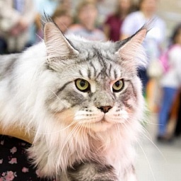 Hugo Boss of Tsarskoye Selo