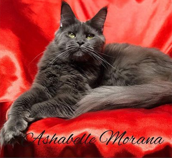 Ashabelle Morana - maine-coon