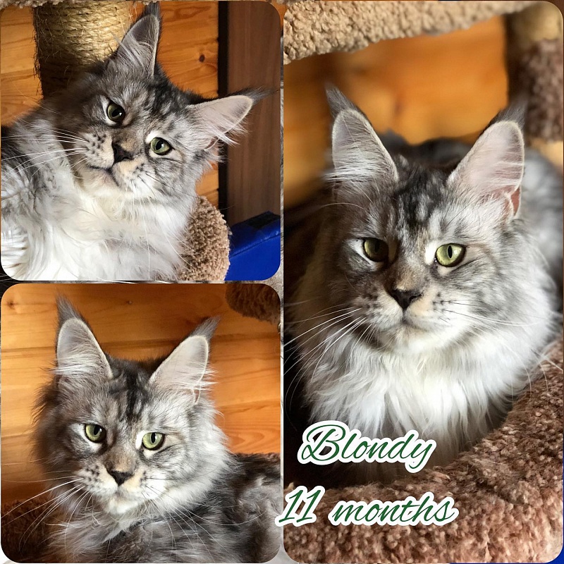 Blondy of Tsarskoye Selo - maine-coon
