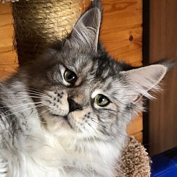 Blondy of Tsarskoye Selo