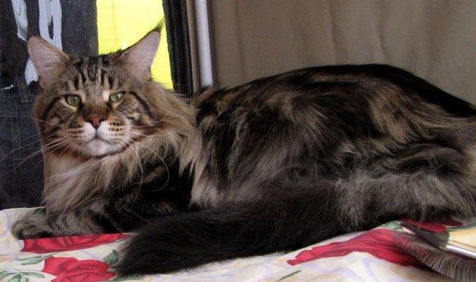 Russi Mystic Grizzly - maine-coon