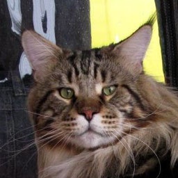 Russi Mystic Grizzly