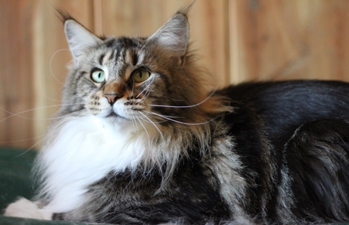 Uralridge Cristol - Adult maine-coon 2 years 7 months 3.5 weeks