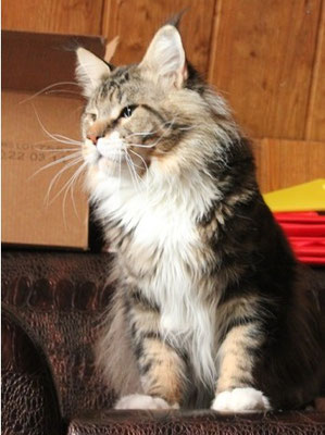 Uralridge Geyser - maine-coon
