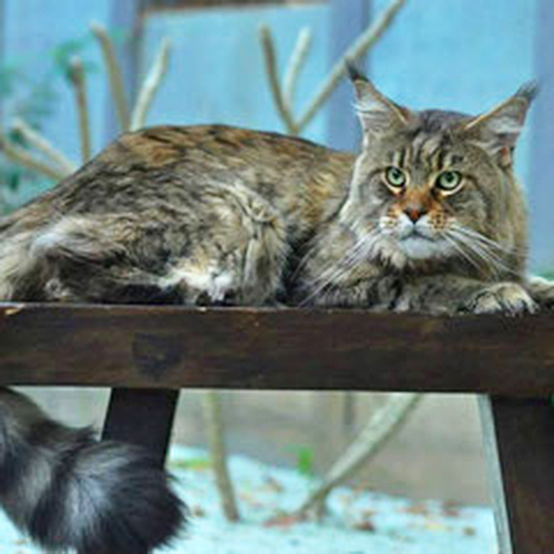 Tigr Krasnyi Dar - maine-coon