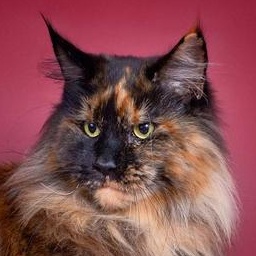 Germiona Greindger Kian Cats