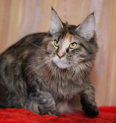 Bloom Winx Leoland - maine-coon