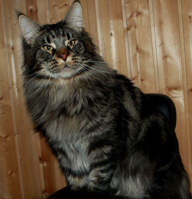 Uralridge Bars - maine-coon