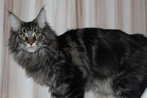 Uralridge Bars - maine-coon