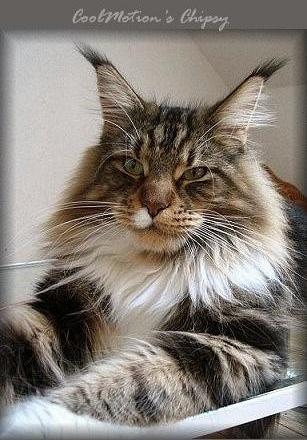 CoolMotion's Chipsy - maine-coon