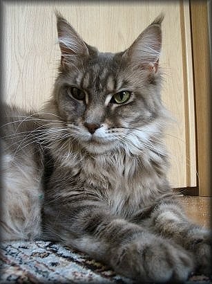 Pillowtalk's Velvet - maine-coon
