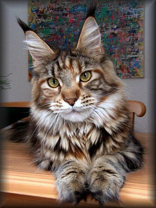 Pillowtalk's United Colour - maine-coon