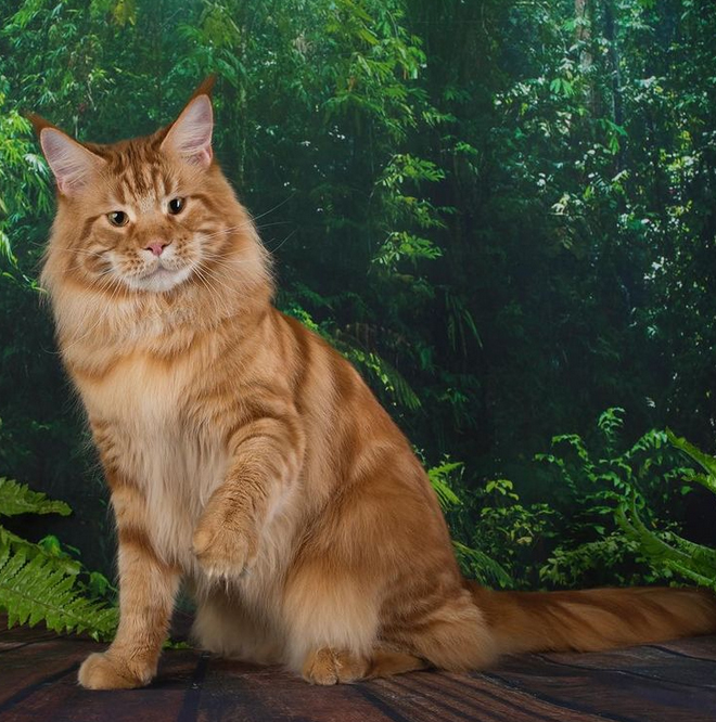 Garry Gonsior Line - maine-coon